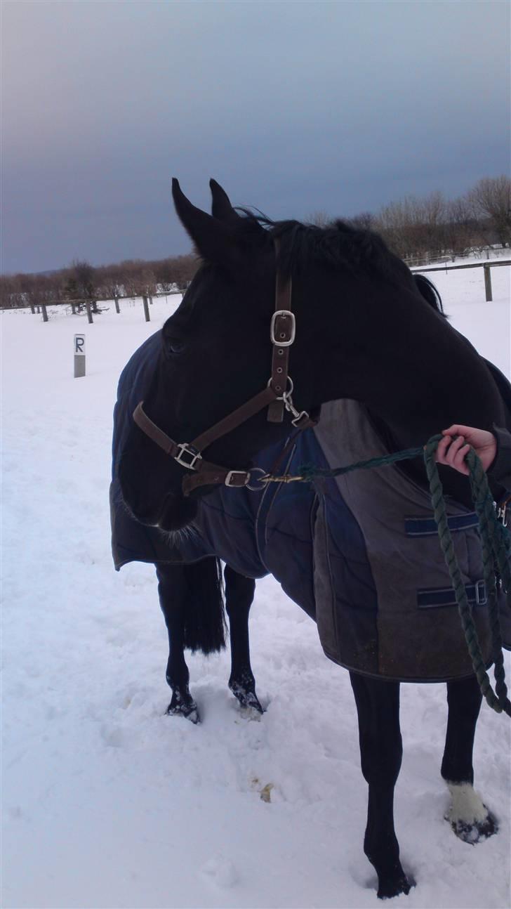 Holstener Landa ¤SOLGT¤ - Landa ELSKER sne !! billede 14