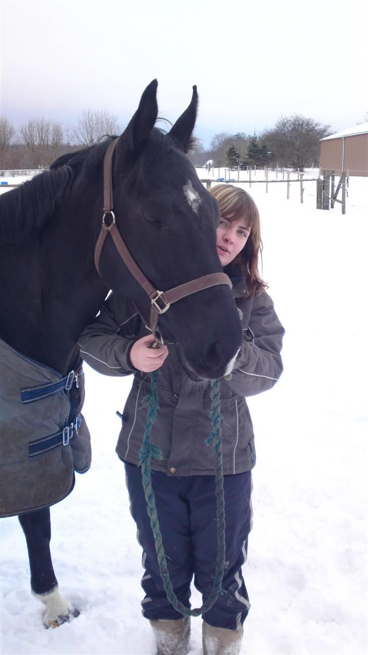 Holstener Landa ¤SOLGT¤ - En smuk hest <3 billede 15