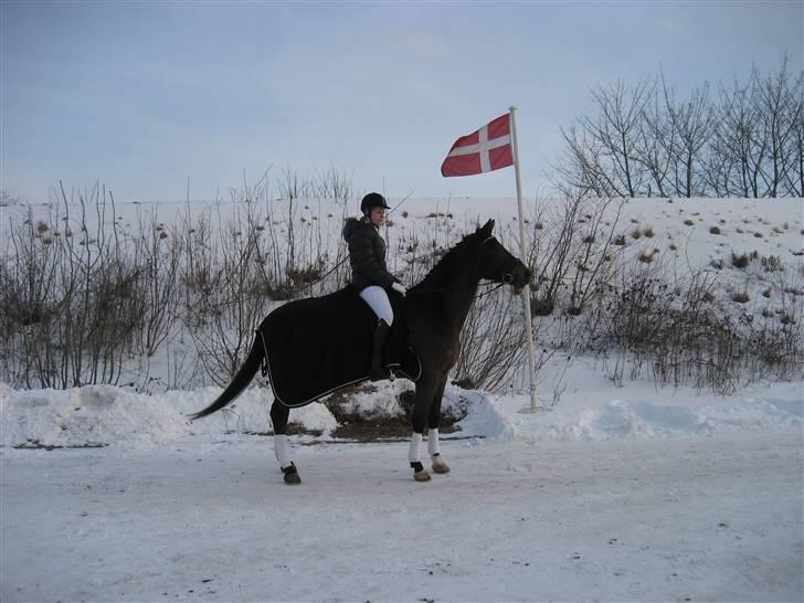 Dansk Varmblod † Ambrozius Firfod † - Stævne på Heslegård 3. plads med 65,66 % 8D (hhv. et og to point fra første-og andenpladsen) billede 20