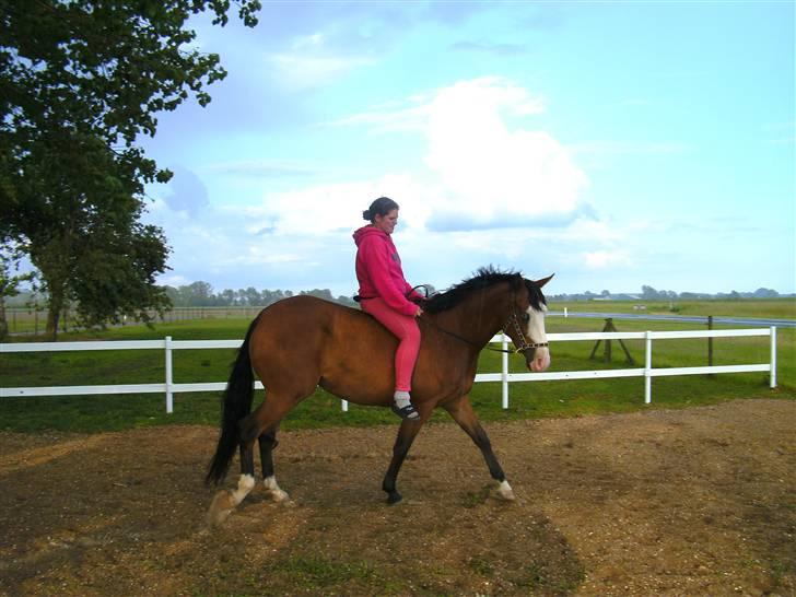 Anden særlig race Amerikansk PINTO What A Cassiopeia billede 6