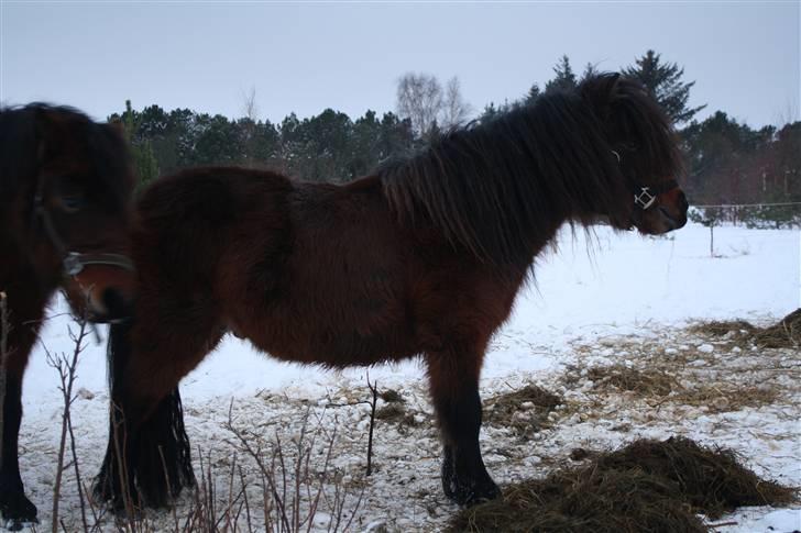 Dartmoor  Bob Marley *SOLGT* billede 14