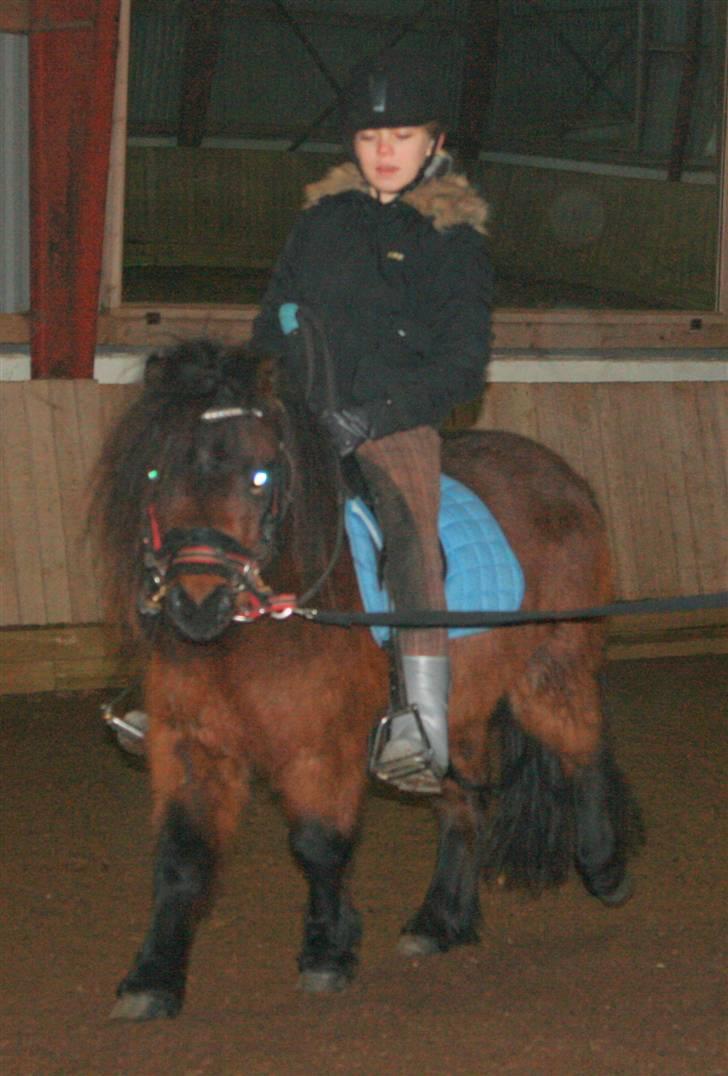Dartmoor  Bob Marley *SOLGT* - Første gang i ridehus. billede 15