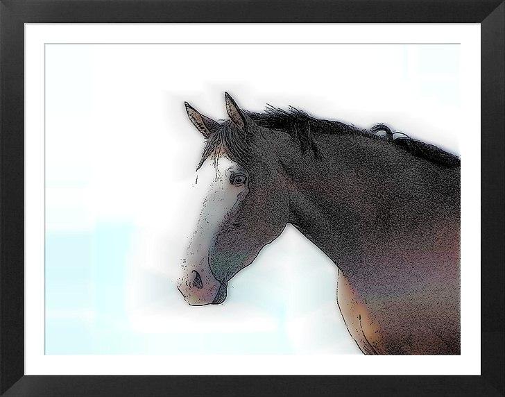 Anden særlig race Amerikansk PINTO What A Cassiopeia billede 4