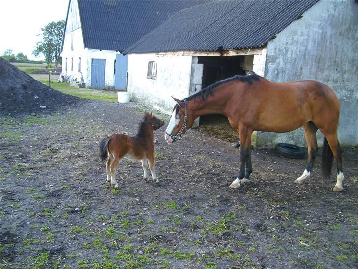 Anden særlig race Amerikansk PINTO What A Cassiopeia billede 7