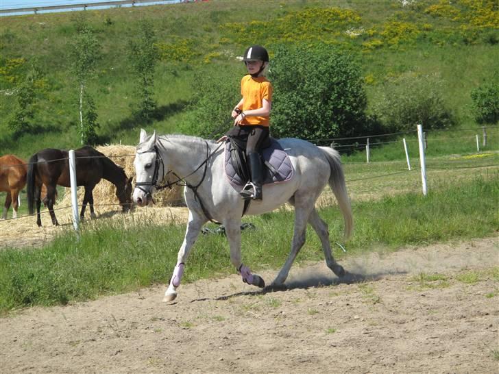 Tysk Sportspony Nikita R.I.P - Rider lidt på dressurbanen på ryttergården, dengang vi stod der  billede 4