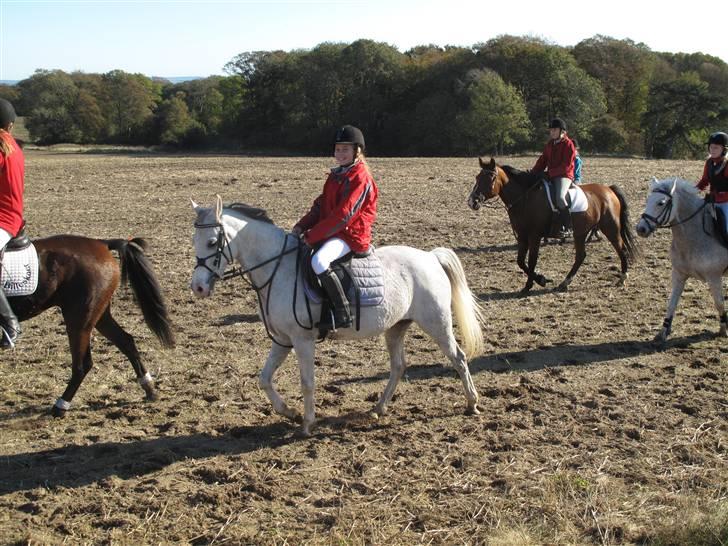Tysk Sportspony Nikita R.I.P - Min storesøster har lånt Nikita til jagt billede 6