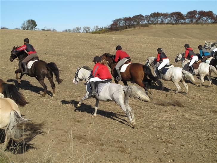 Tysk Sportspony Nikita R.I.P - Min storesøster har lånt Nikita til jagt billede 7