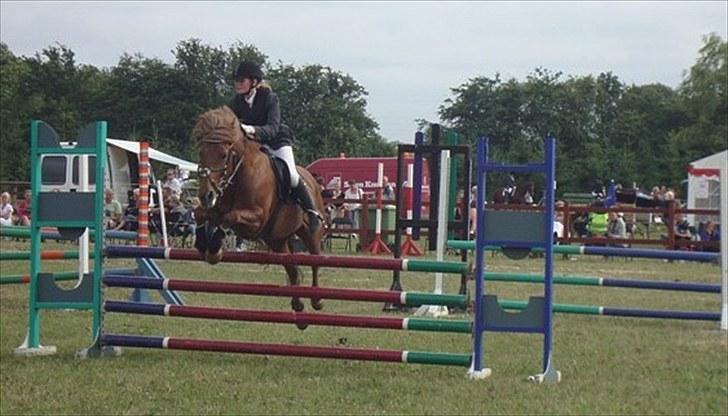 Anden særlig race Barcardi - Hammerum 2010 | Foto Freja Lind billede 13