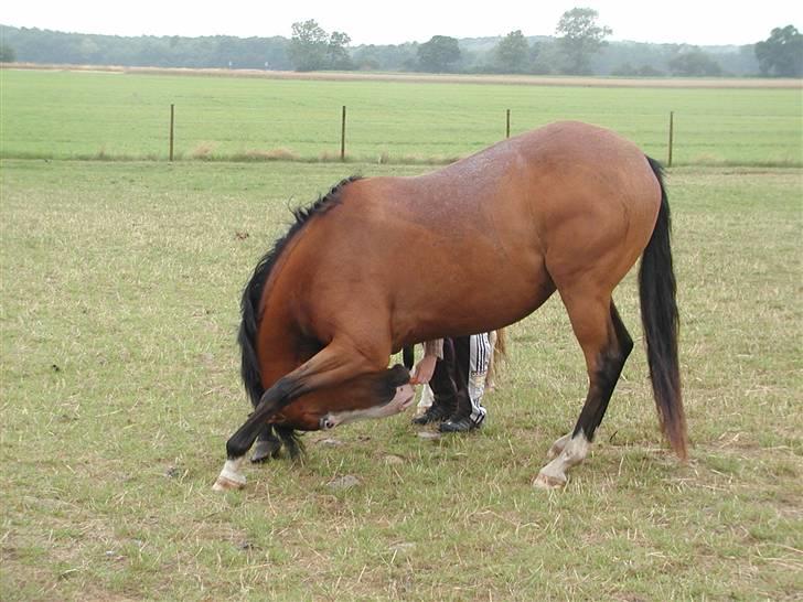 Anden særlig race Amerikansk PINTO What A Cassiopeia - 2008 billede 11