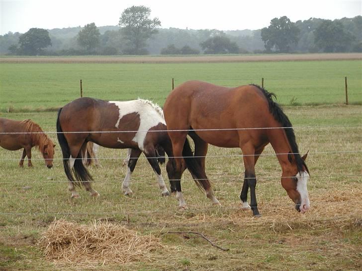 Anden særlig race Amerikansk PINTO What A Cassiopeia - paya og lillebror Basse 2008 billede 9