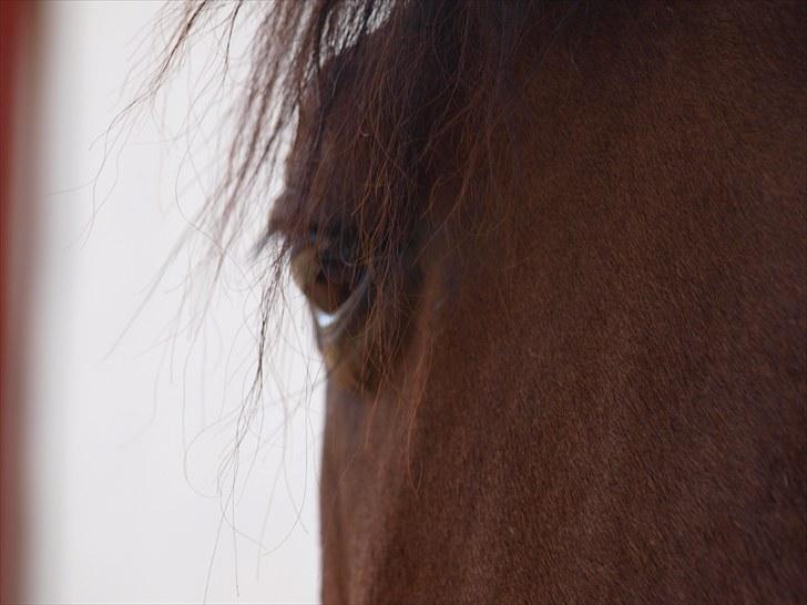 Anden særlig race Djenkiss <'3  billede 2