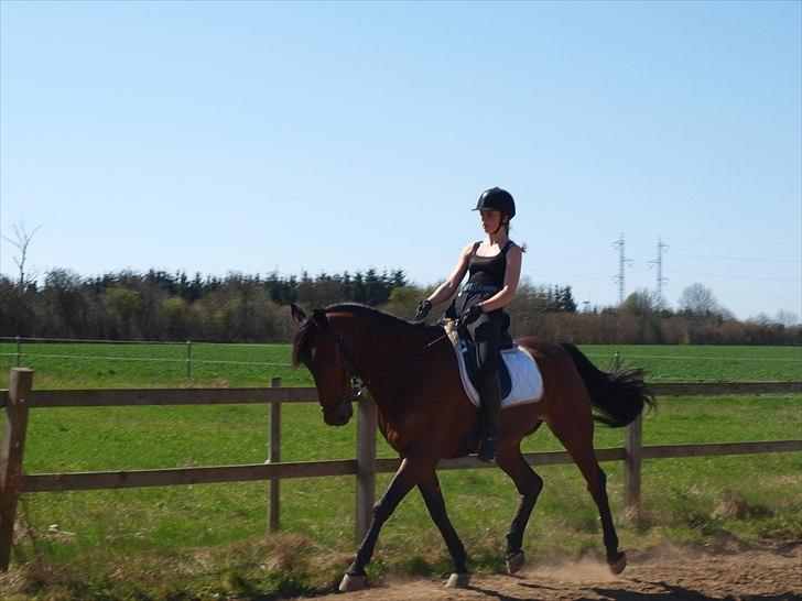 Anden særlig race Djenkiss <'3  - Dressur sommeren 2011 (: billede 3