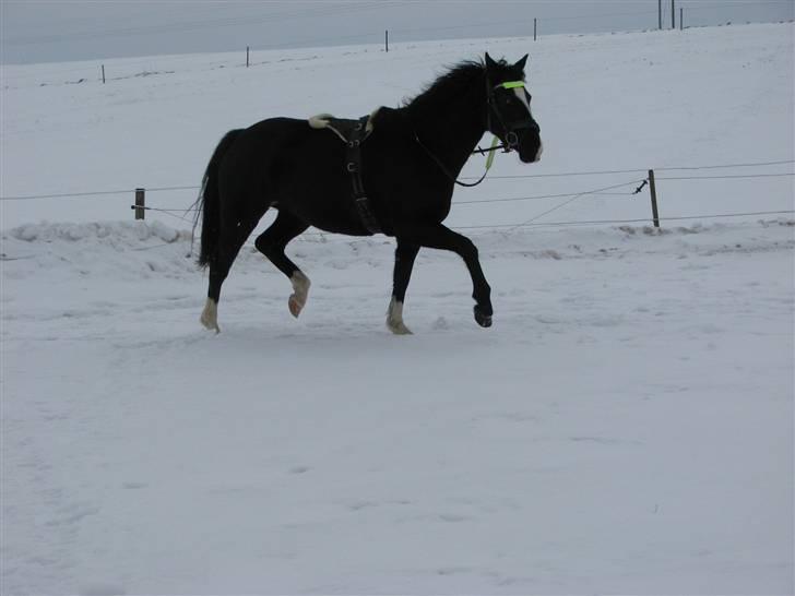 Dansk Varmblod Lavenya billede 13