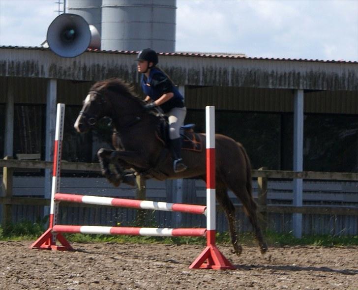 DSP Dutchy M  - Spring i juli Foto ditte(: billede 2