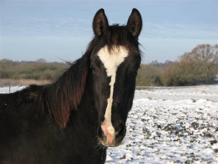 Dansk Varmblod Pranay LF billede 11