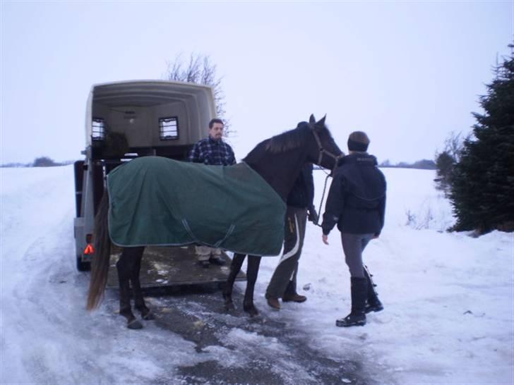 DSP Dutchy M  - Dutchy ankommer til sit nye hjem(: billede 3