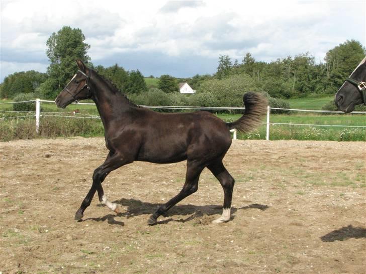 Dansk Varmblod Pranay LF billede 12