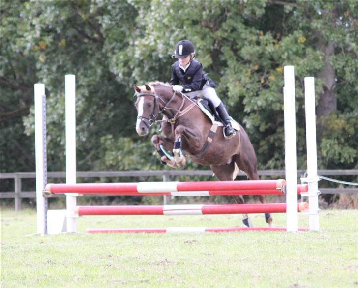 Welsh Pony af Cob-type (sec C) Møllebos Laval - laval og mig til stævne i en 50cm billede 8