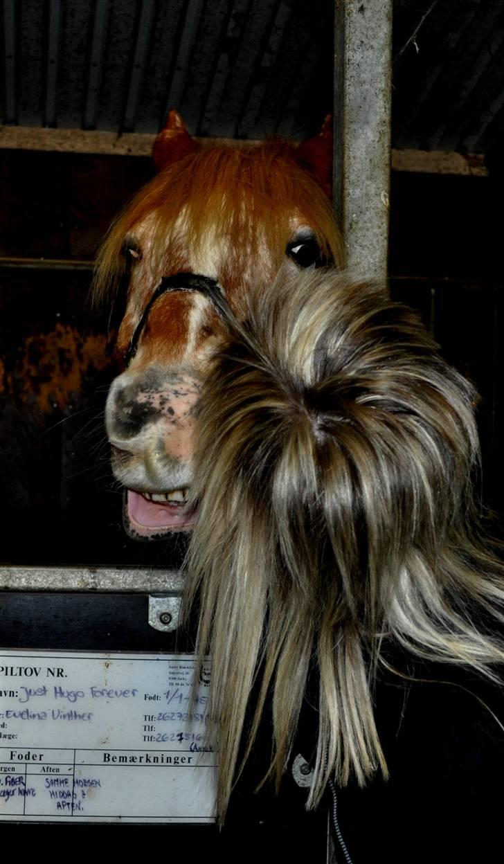 Anden særlig race Just Hugo Forever -part. - du er så vidunderlig minskat. billede 7