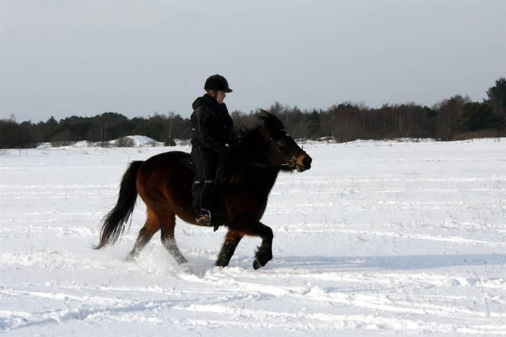 Islænder Björk fra Juelsgård billede 10