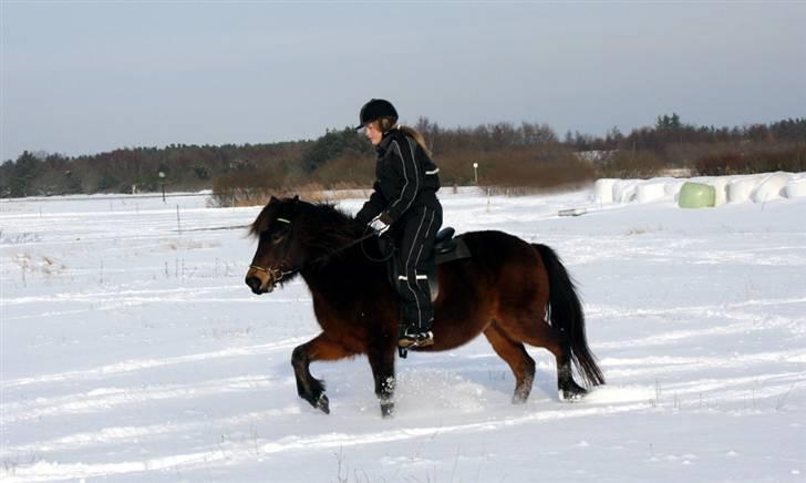 Islænder Björk fra Juelsgård billede 11