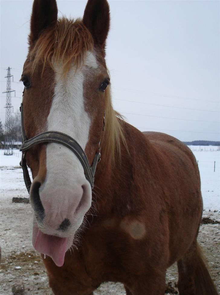 Frederiksborg Mads (rip) billede 19