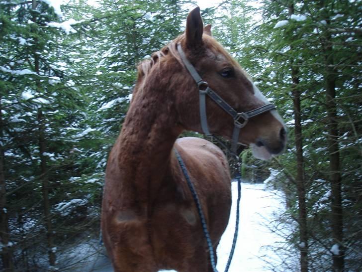 Frederiksborg Mads (rip) billede 20