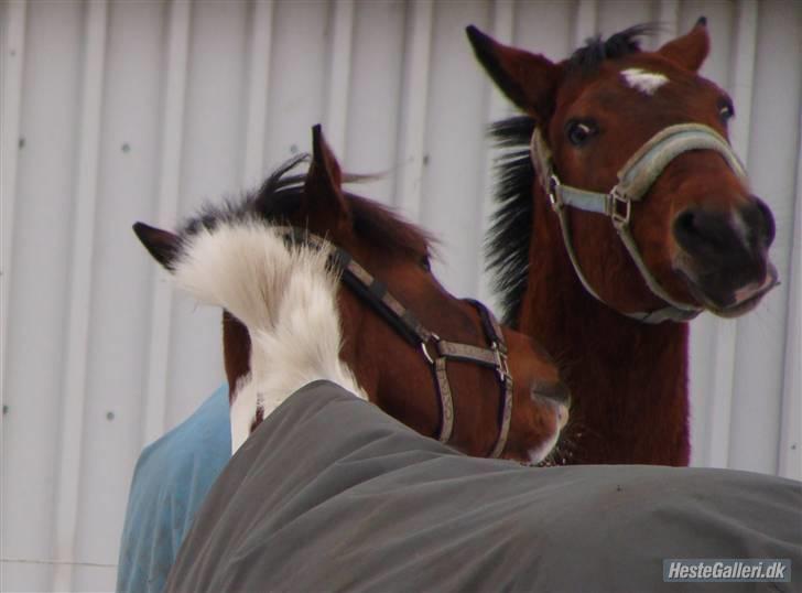 Anden særlig race Bakkelys Aladin solgt billede 15