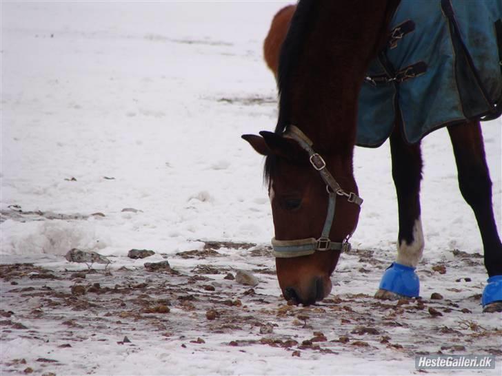 Anden særlig race Bakkelys Aladin solgt billede 16
