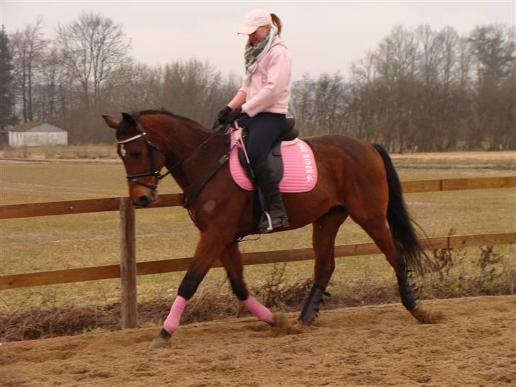 Anden særlig race Bakkelys Aladin solgt billede 17