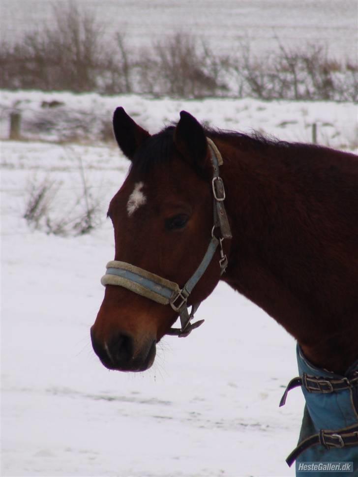 Anden særlig race Bakkelys Aladin solgt billede 18