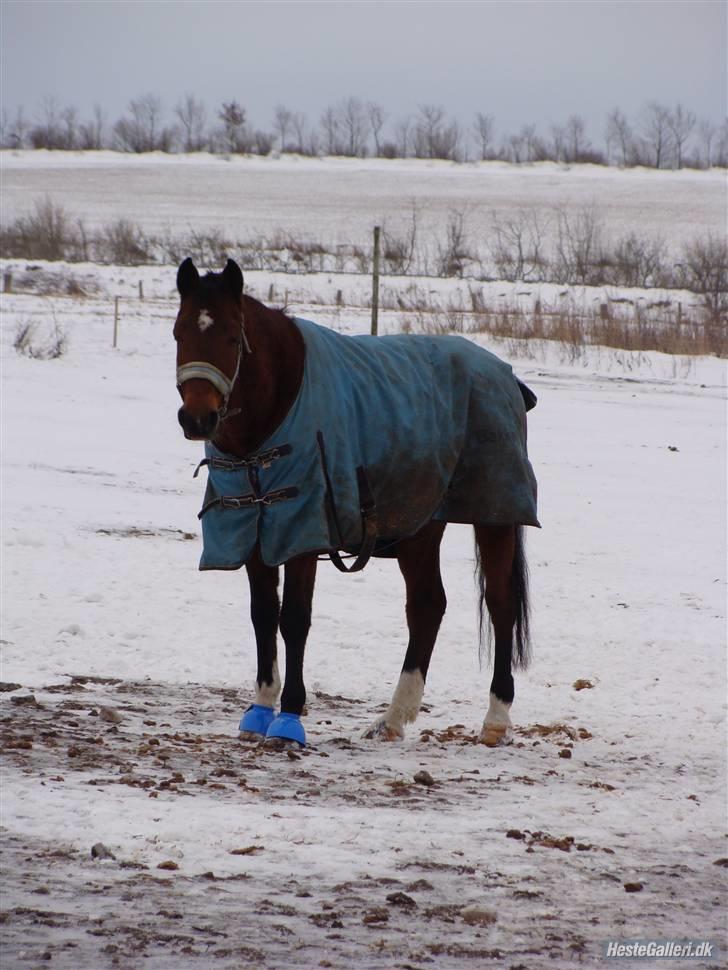 Anden særlig race Bakkelys Aladin solgt billede 19