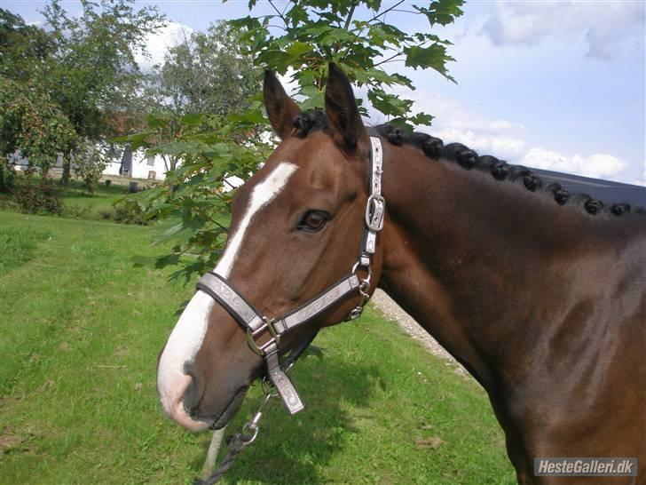 Anden særlig race Bastian Solgt.! billede 14