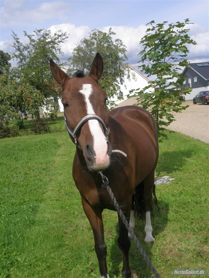 Anden særlig race Bastian Solgt.! billede 15