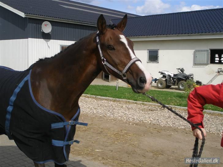 Anden særlig race Bastian Solgt.! billede 16