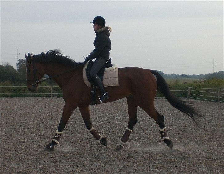 Dansk Varmblod  | Birkegårdens Chester - Dressur 2010 ... MÅ IKKE KOPIRES billede 18