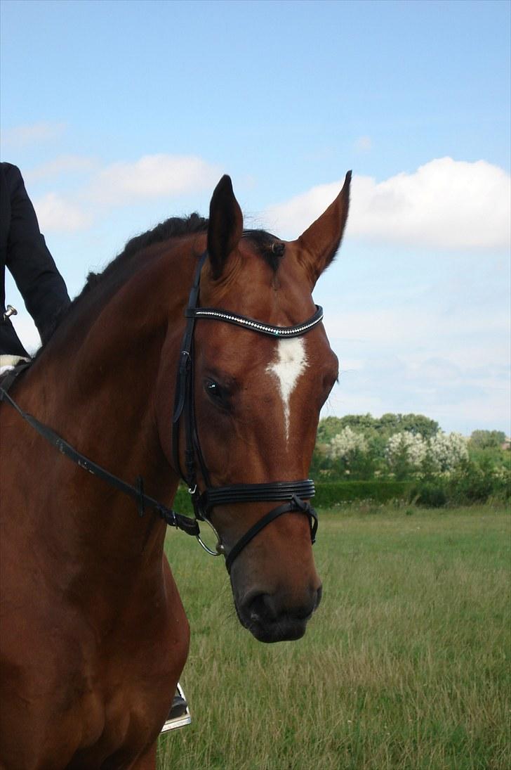 Dansk Varmblod  | Birkegårdens Chester - Min smukke hest, 2010... MÅ  IKKE KOPIRES billede 15