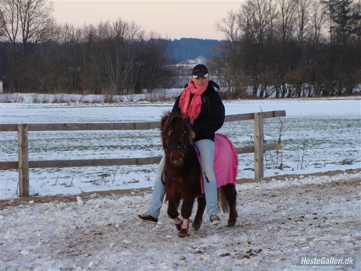 Shetlænder  Pinky Diva solgt billede 19