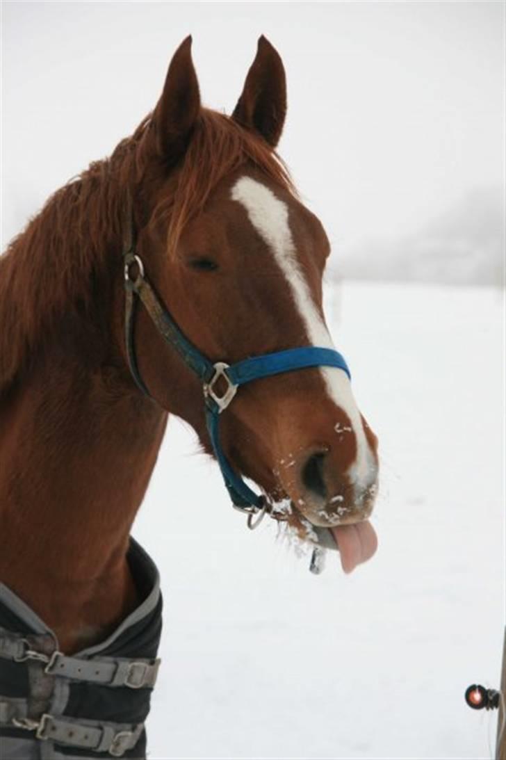 Knabstrupper Sif Af Sandberggård billede 18