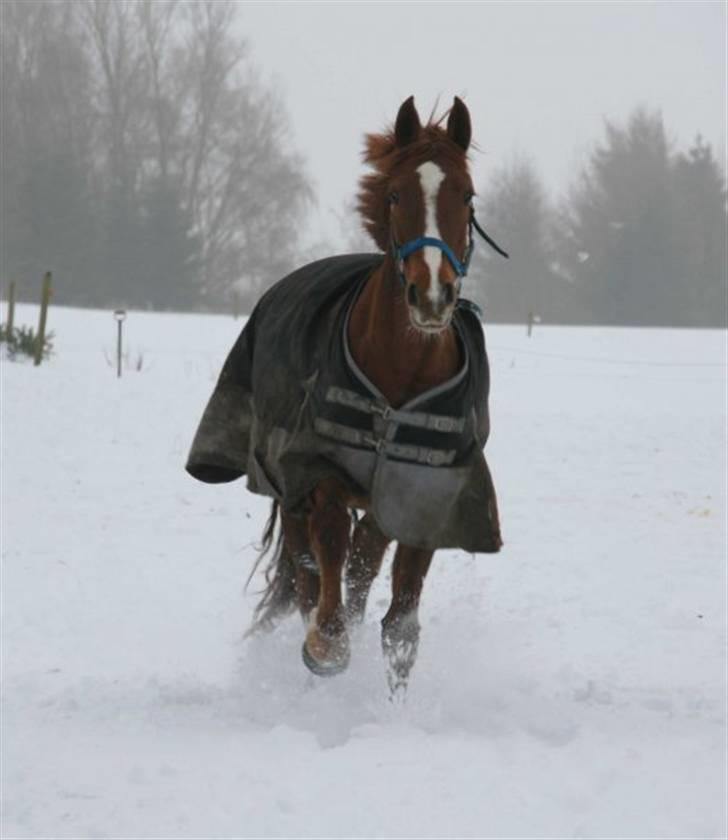 Knabstrupper Sif Af Sandberggård billede 19