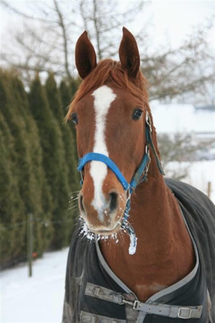 Knabstrupper Sif Af Sandberggård billede 20