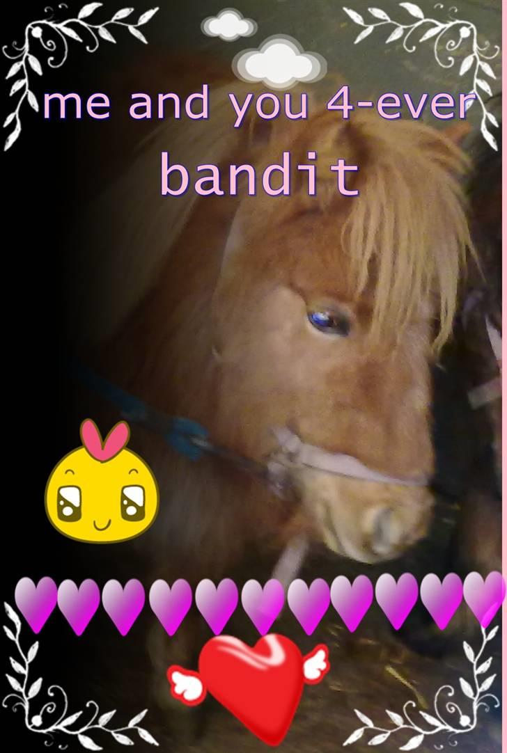 Shetlænder bandit ¨soglt¨ billede 7