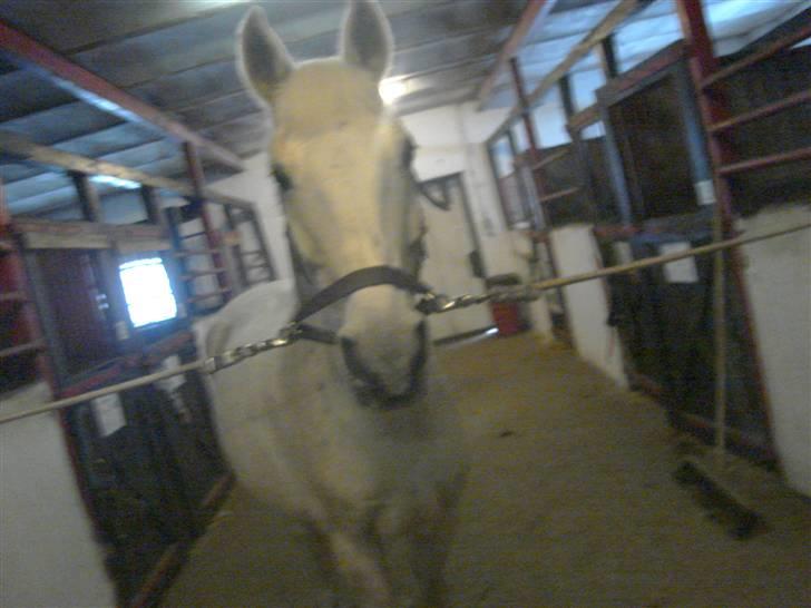 Anden særlig race Ladelund's Elvis - Hej og velkommen til Elvis ;) The king :D! billede 1