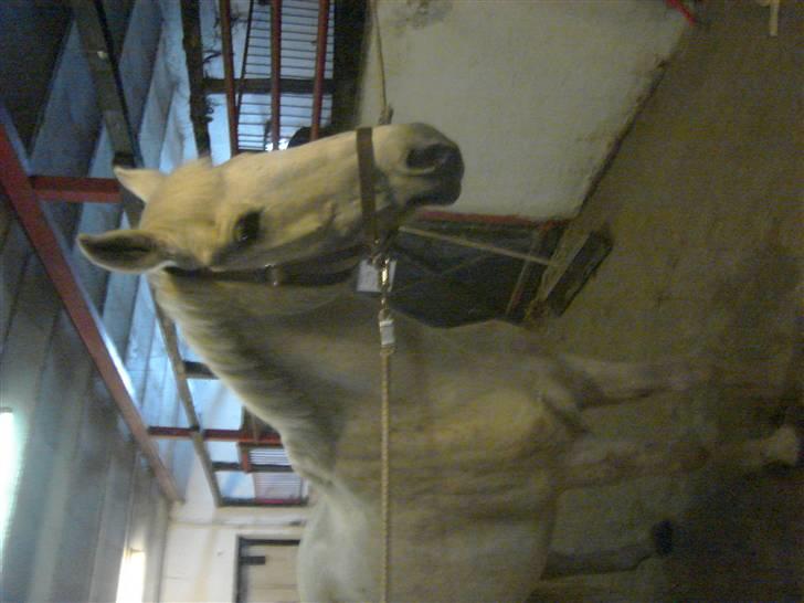 Anden særlig race Ladelund's Elvis - lidt inden ride timen :b billede 2