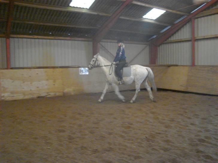 Anden særlig race Ladelund's Elvis - (dårlig dag) - men han er fandme sød billede 3