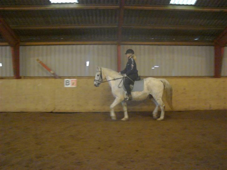 Anden særlig race Ladelund's Elvis - lidt mere trav :D  billede 4