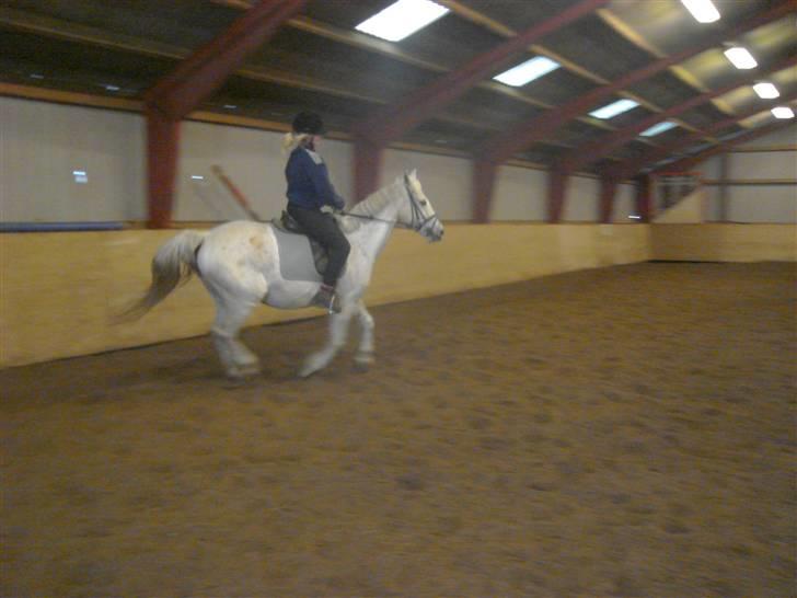 Anden særlig race Ladelund's Elvis - nu lidt galop, :) billede 5