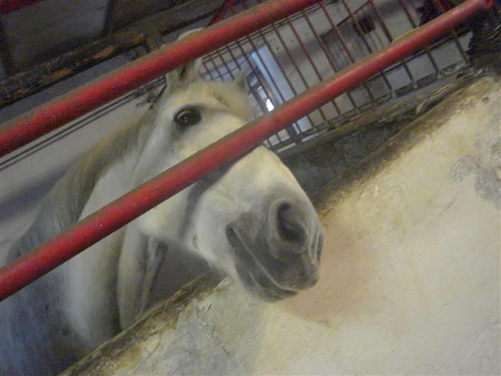 Anden særlig race Ladelund's Elvis - Tak til i kiggede med. ( flere billeder kommer ) billede 6