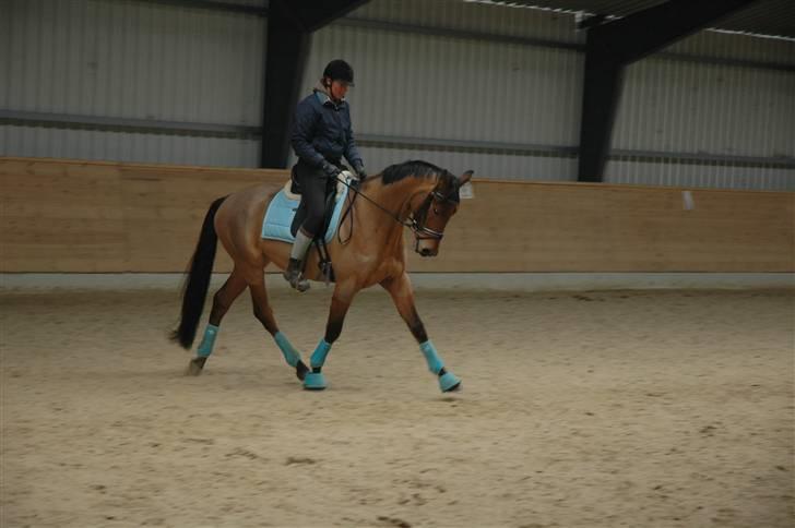 Trakehner Anakin *solgt" billede 12