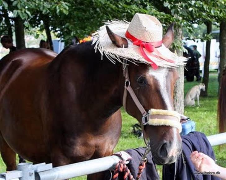 Svensk Sportspony  Cayenne billede 5